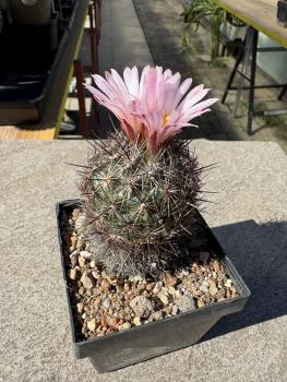 Coryphantha ramillosa